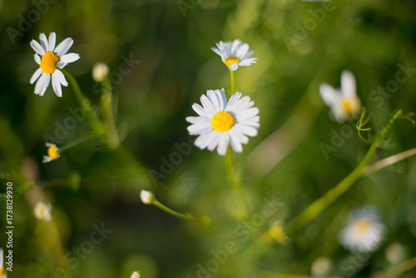 Fototapeta A top view of white chamomile flowers in green grass. White flowers in the grass. Pollen, petals, grass, pollen, summer, spring.