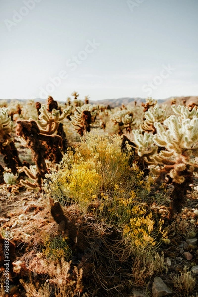 Obraz Cholla Bloom