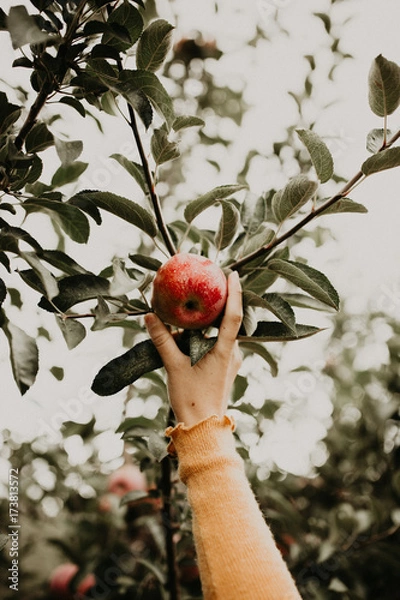 Obraz Apple Picking