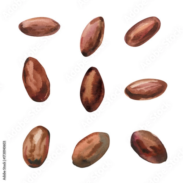 Obraz Cocoa beans watercolor illustration organic cacao seeds tropical chocolate ingredient isolated on white background