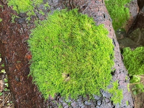 Obraz moss on tree, nature background 