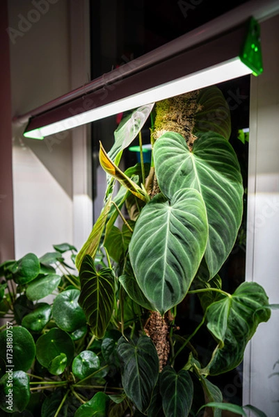 Fototapeta Growing plants under phyto lamp on window at home in winter season. Closeup of LED lamp for supplementary lighting of Philodendron Splendid, Pilea peperomioides. Plant care, additional illumination.