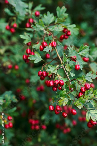 Fototapeta Hawthorn berries on branches of bush, ripe hawthorn berries in autumn time, hawthorn berries as medicinal plant concept
