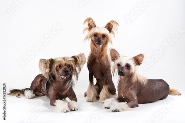 Obraz Two males and female of Chinese Crested Dog.