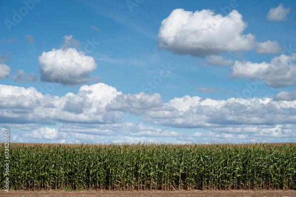 Obraz pole z kukurydzą