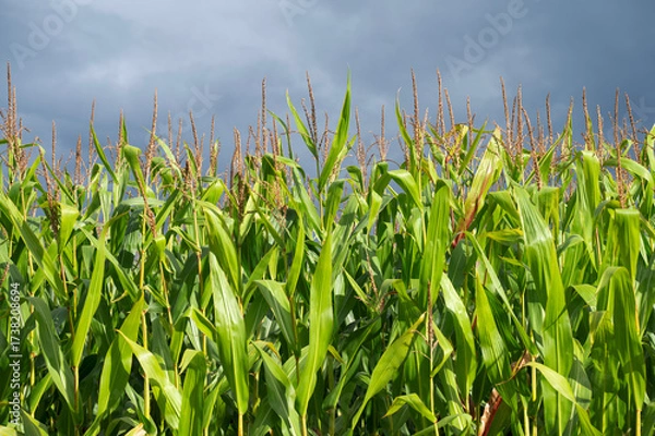 Obraz pole z kukurydzą