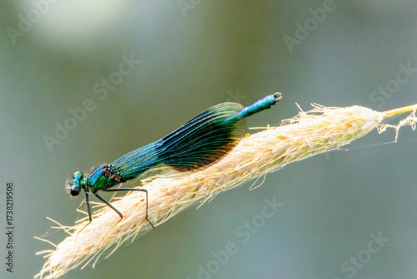 Fototapeta Close-up of a male Banded Demoiselle, Calopteryx splendens, on a stalk of Common Foxtail, Alopecurus pratensis, against a hazy green background.