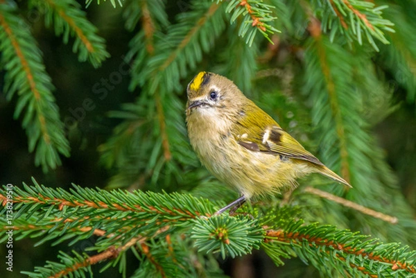 Fototapeta Close-up of a  Regulus regulus, on a spruce branch with a clearly visible golden-yellow stripe on the head plumage