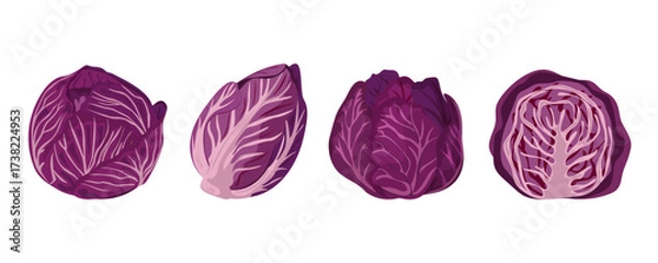 Obraz Red cabbage. Vector set of purple cabbage, healthy vegetables on isolated background