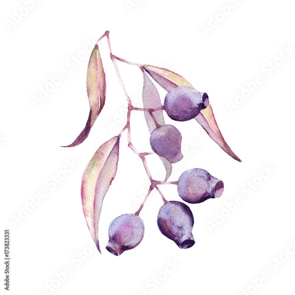 Fototapeta Branches of gum with nuts. Isolated on white background.
