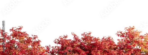 Fototapeta red autumn leaves tree branches isolated on white