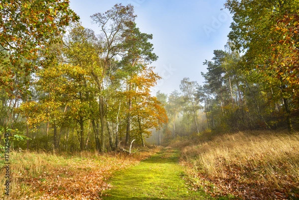 Obraz Waldweg durch den Mischwald im Herbst