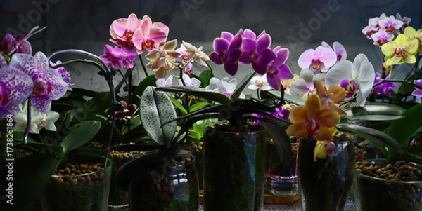 Fototapeta Phalaenopsis orchid. Bright, beautiful orchids close-up. Many orchids in one photo. The image features a multitude of blooming orchids in a variety of colors: white, lavender, purple, and yellow.
