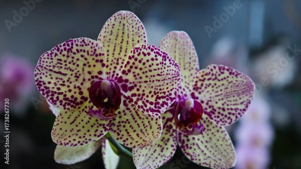 Fototapeta Phalaenopsis orchid. Bright, beautiful orchids close-up. Many orchids in one photo. The image features a multitude of blooming orchids in a variety of colors: white, lavender, purple, and yellow.
