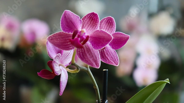 Fototapeta Phalaenopsis orchid. Bright, beautiful orchids close-up. Many orchids in one photo. The image features a multitude of blooming orchids in a variety of colors: white, lavender, purple, and yellow.
