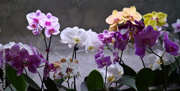 Fototapeta Phalaenopsis orchid. Bright, beautiful orchids close-up. Many orchids in one photo. The image features a multitude of blooming orchids in a variety of colors: white, lavender, purple, and yellow.
