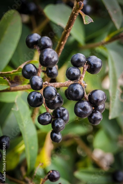 Fototapeta Backyard Green 010