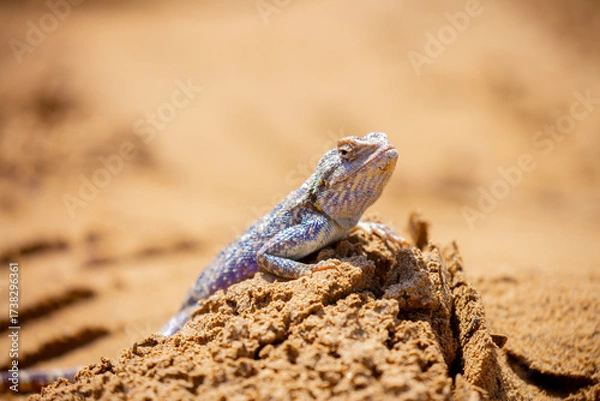 Fototapeta The blue agama sits in ambush on sand and branches and hunts for insects. Beautiful blue lizard close-up in the wild.