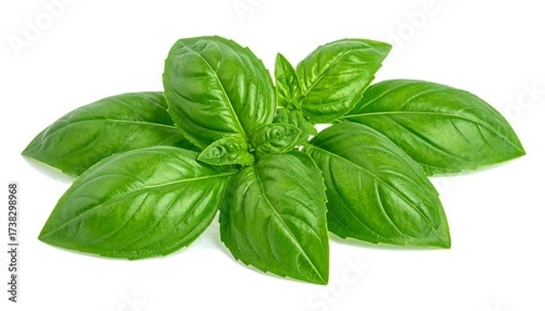 Fototapeta Fresh basil leaves cluster
