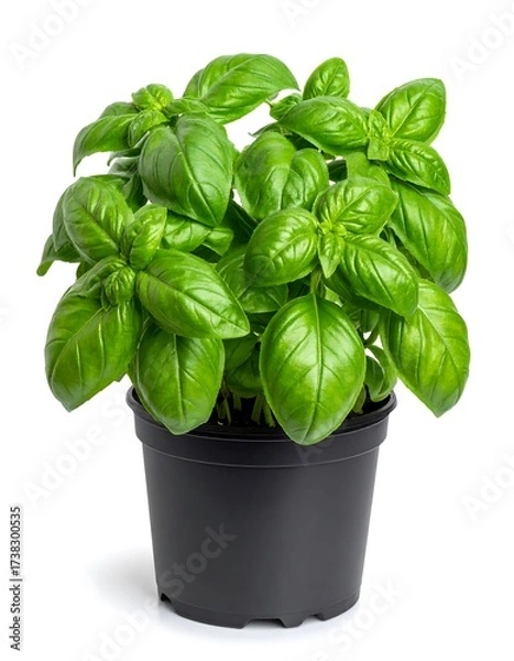 Obraz Fresh basil plant in a dark pot (1)