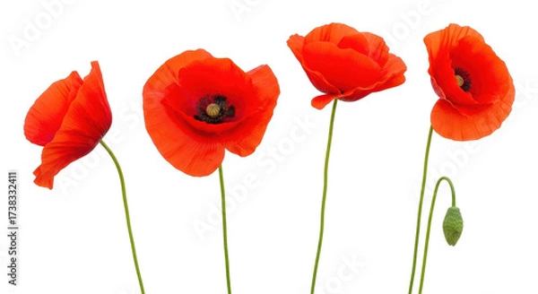 Fototapeta Isolated bright red poppy flowers with stems, nature, springtime concept, floral elements