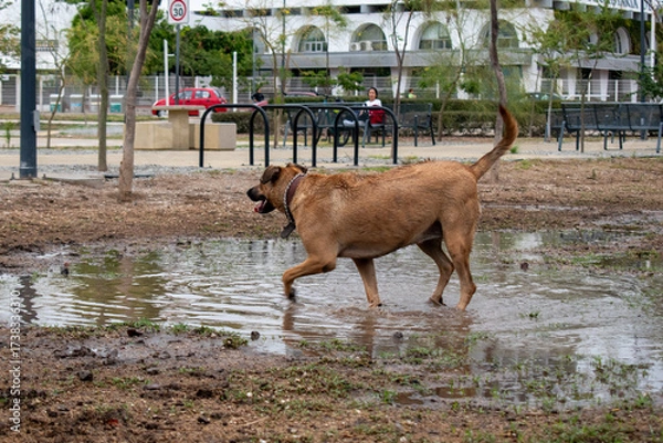 Fototapeta Large brown dog exploring a water puddle on muddy terrain in public park at Glorieta de la Normal, Guadalajara, Jalisco, Mexico