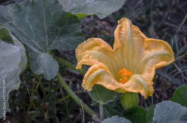 Obraz Autumn bloom of a pumpkin growing in the garden.