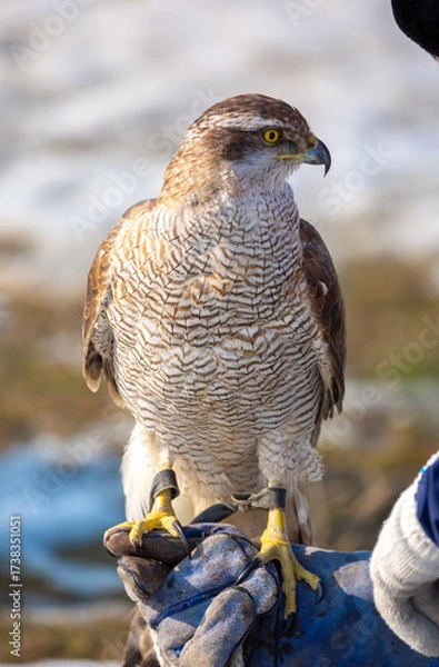 Fototapeta Golden eagle close-up on the background of the sky. The bird of prey hunts its prey. The eagle sits on the trainer's hand. Falcon hunting. National tradition of Asia. Kazakhstan