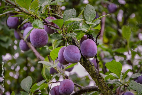 Obraz Plums on a branch after the rain, growing in the garden.