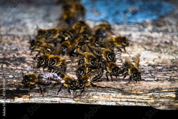 Obraz Close-up of honey bees clustering at the entrance of an old wooden beehive, highlighting their detailed wings, bodies, and social interaction in natural light.