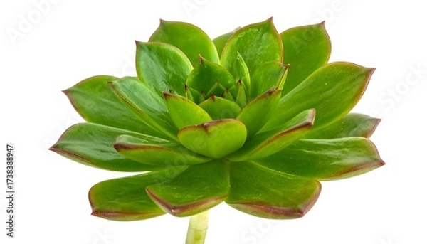 Obraz A vibrant, close-up image showcases a rosette succulent. The fleshy, green leaves have reddish edges. The succulent sits on a stark white background