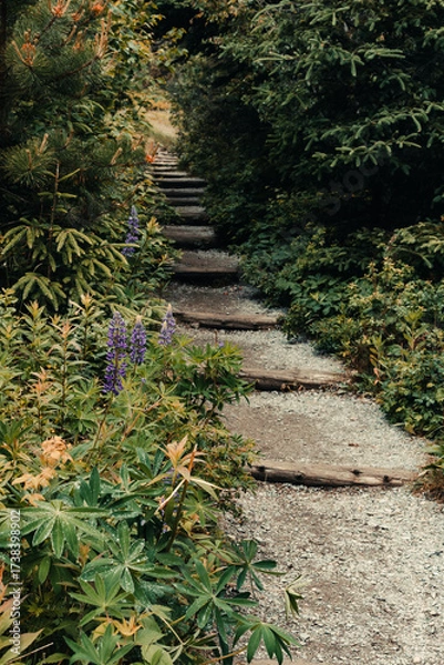 Obraz A trail runs through a forest lined with lupines in Acadia National Park, Maine