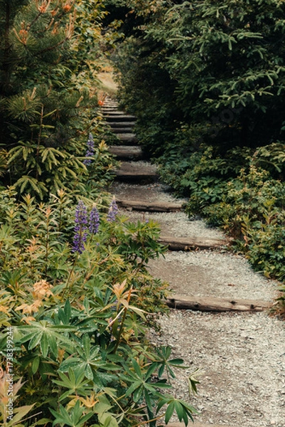 Obraz A trail runs through a forest lined with lupines in Acadia National Park, Maine