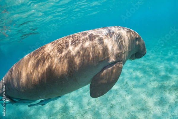 Obraz Close encounter with dugong or sea cow during snorkeling at Mursa Mubarak