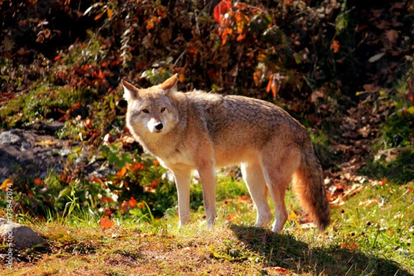 Fototapeta Coyote - Parc Omega