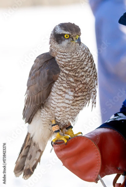 Fototapeta Falcon hunting. Golden eagle close-up on the background of the sky. The bird of prey hunts its prey. The eagle sits on the trainer's hand. National tradition of Asia. Kazakhstan