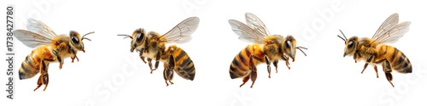 Obraz Detailed Close-Up of Four Honey Bees in Flight Captured Against a Transparent Background
