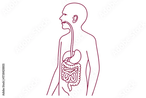 Fototapeta Simple Digestive System Vector Illustration Minimal Clean Line Art