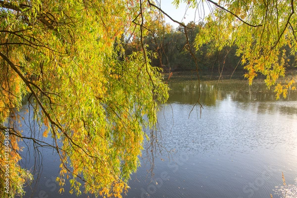 Fototapeta Tree with leaves on it is next to a body of water