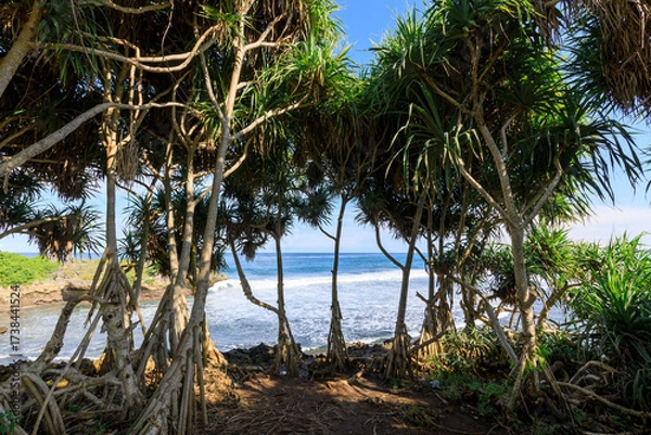 Fototapeta Forest with a body of water in the background