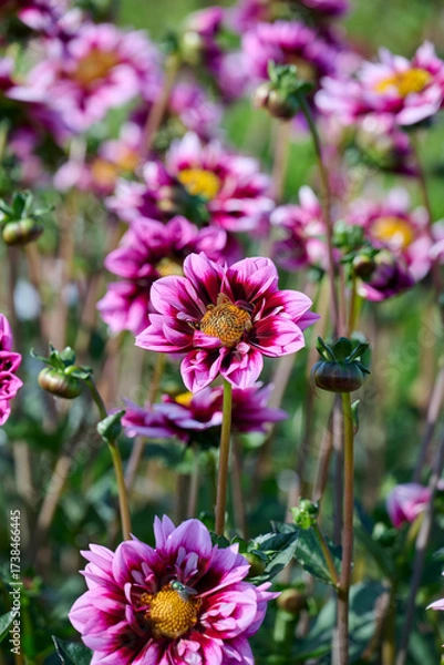 Obraz dahlia Liquid Desire with red-pink flower leaves and an orange-brown heart