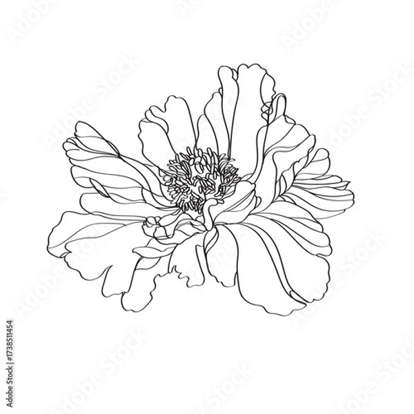 Fototapeta Vector line art drawing of a peony flower