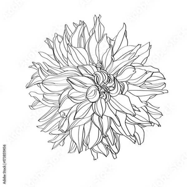 Fototapeta Vector line art drawing of a  dahlia flower