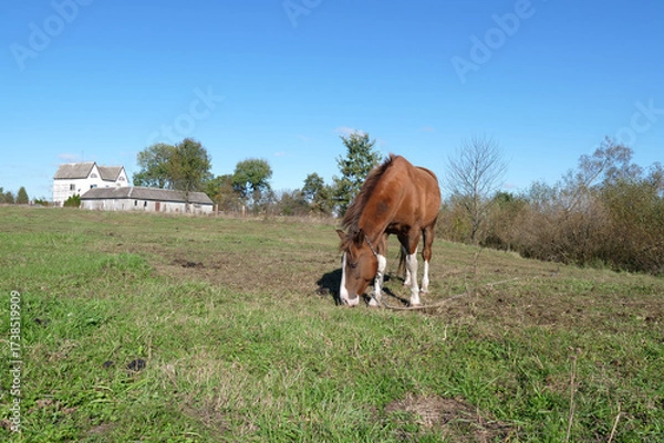 Obraz Horses graze in the field. Agriculture. Caring for horses.