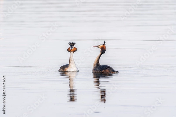 Fototapeta Mating games of two water birds Great Crested Grebes. Two waterfowl birds Great Crested Grebes swim in the lake with heart shaped silhouette