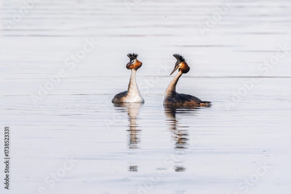 Fototapeta Mating games of two water birds Great Crested Grebes. Two waterfowl birds Great Crested Grebes swim in the lake with heart shaped silhouette