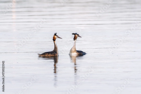 Fototapeta Mating games of two water birds Great Crested Grebes. Two waterfowl birds Great Crested Grebes swim in the lake with heart shaped silhouette