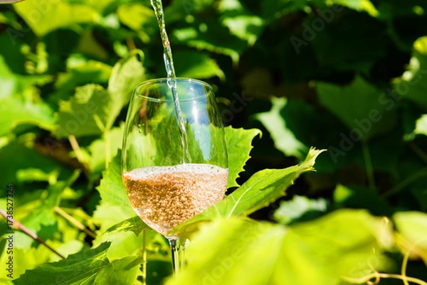 Fototapeta Pouring Sparkling Wine In Glass in Lush Vineyard During Sunny Afternoon. Sparkling wine is being poured in clear glass placed among vibrant green grape leaves. Vineyard background on sunny day.
