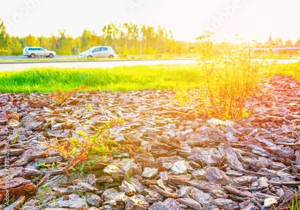 Fototapeta Pine bark for mulching soil on lawn in landscape design. Shrubs planting in city stret. Pine bark mulch for gardening in puplic spaces landscaping. Pine bark mulching in landscaping for urban spaces.