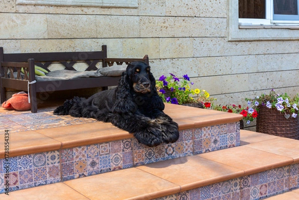 Obraz Relaxed Guardian(Black Spaniel).